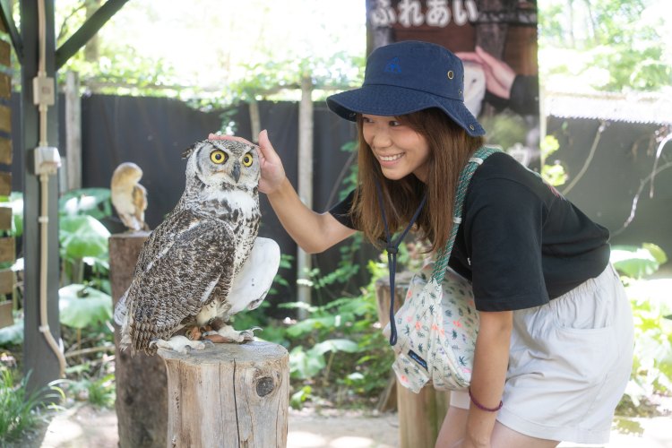 ノースサファリサッポロで檻なしで触れ合えるフクロウたち