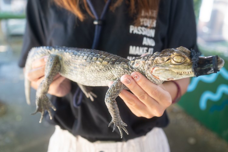 ノースサファリサッポロでミニワニを抱っこ