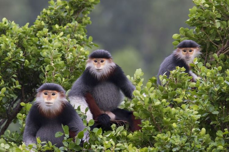 世界一美しいとされる「アカアシドゥクラングール」