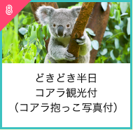 どきどき半日
コアラ観光付
（コアラ抱っこ写真付）