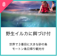 野生イルカに餌づけ付世界で３番目に大きな砂の島モートン島日帰り観光付