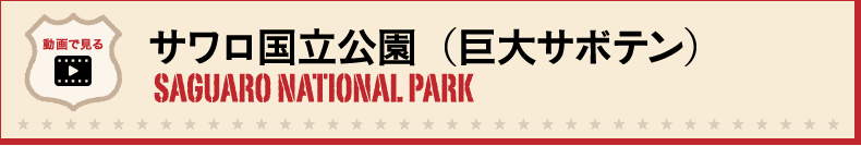 サワロ国立公園（サボテン）