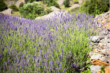 ブルジェ村のラベンダー畑