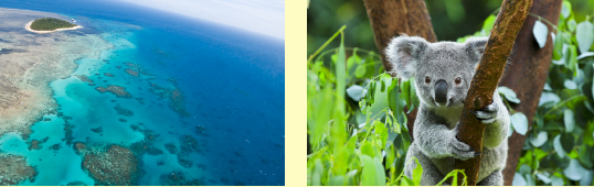 ケアンズ×グリーン 島