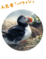 人気者「バフィン」