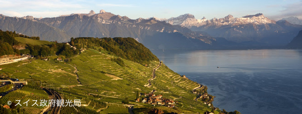 世界遺産のブドウ畑 ラヴォー地区
