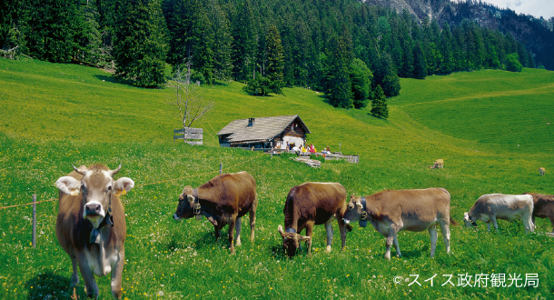 マイエンフェルト の魅力