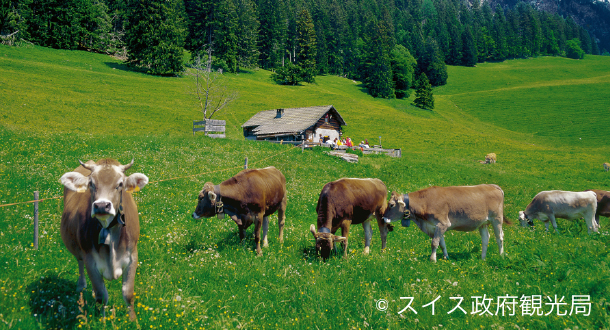 マイエンフェルト