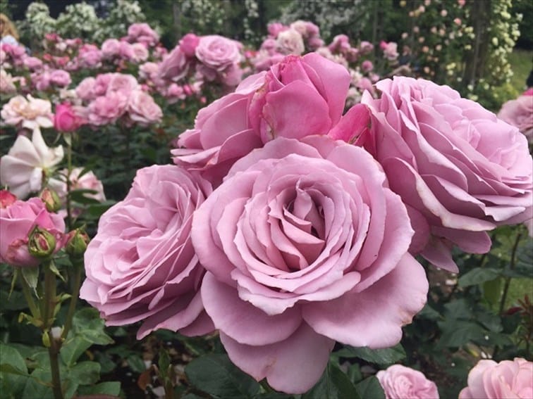 リージェンツ・パークの麗しい薔薇