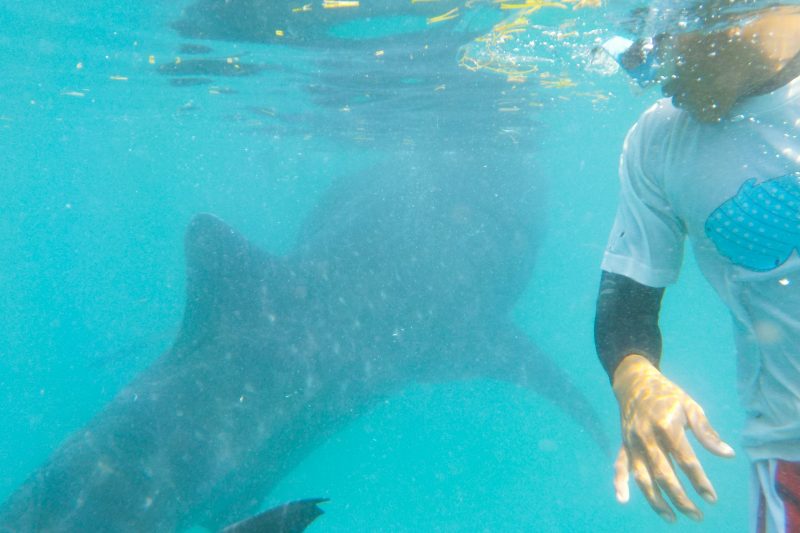 whalwshark watching in cebu philippines