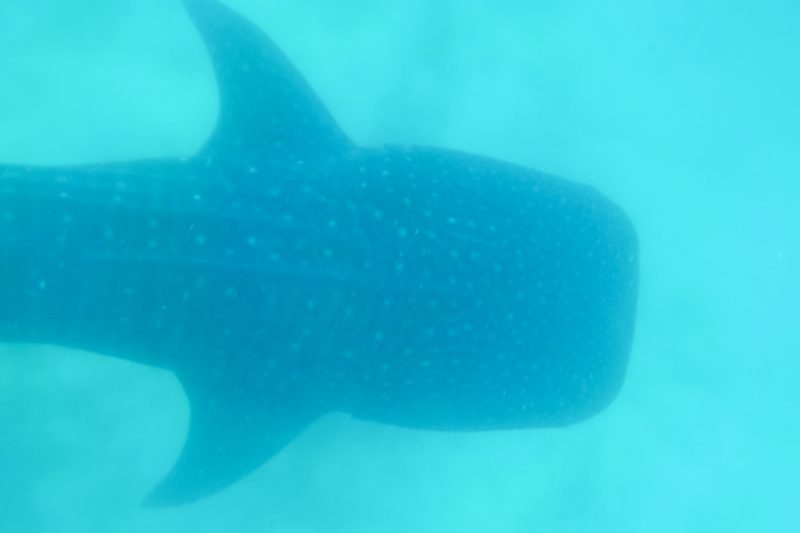 whalwshark watching in cebu philippines