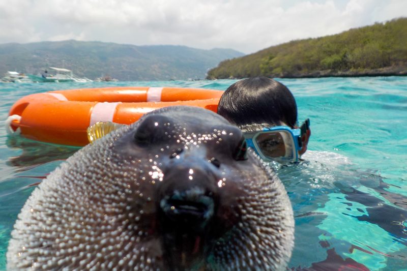 snorkeling and whalwshark watching in cebu philippines