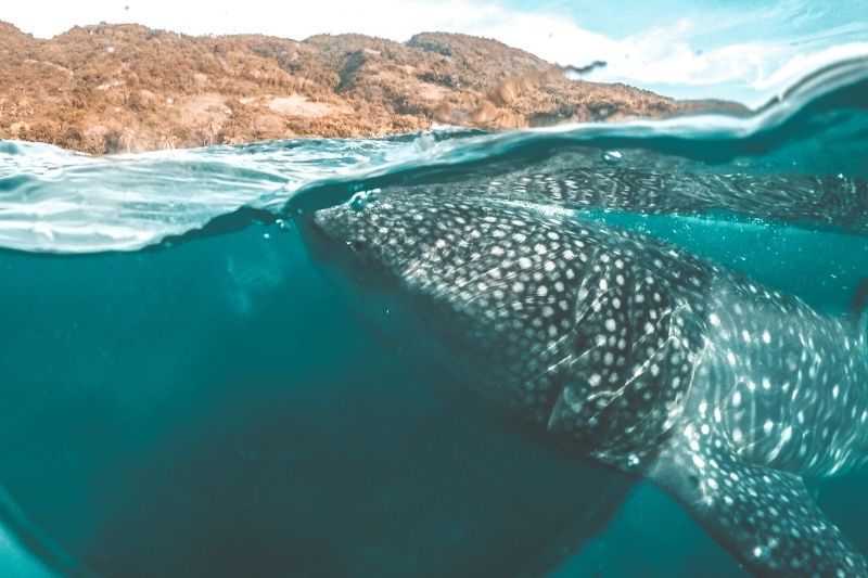 whalwshark watching in cebu philippines