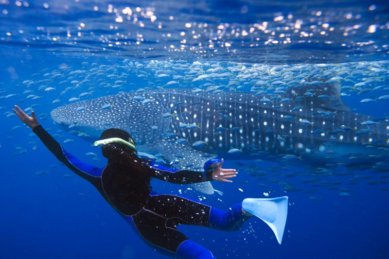 whalwshark watching in cebu philippines