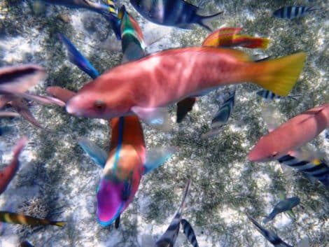 シュノーケリング ツアー用