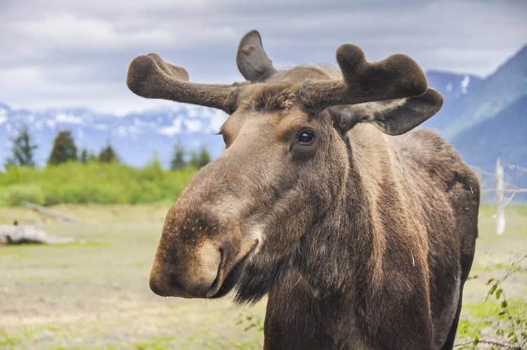 アラスカに生息する野生のムース（へらじか）