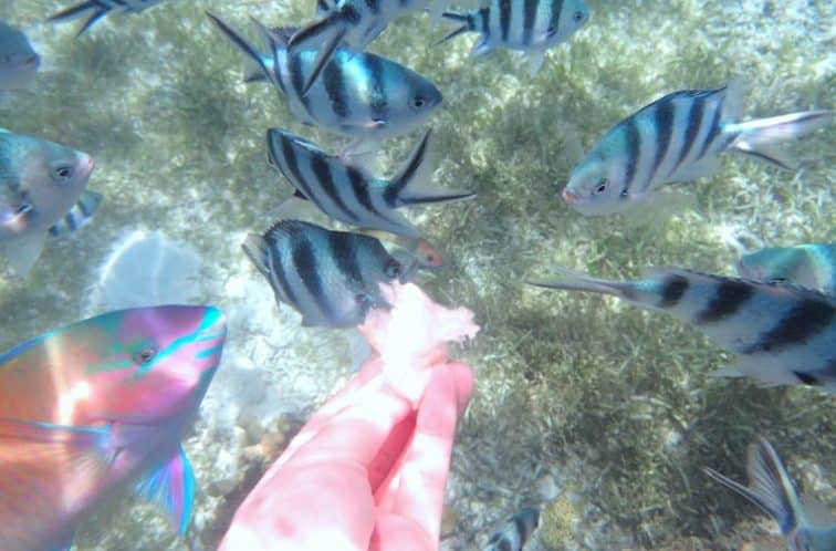 セブ島 シュノーケリング 餌やり