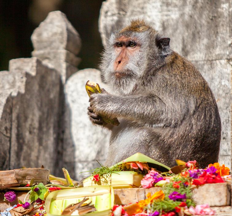 ウルワツ寺院のサル