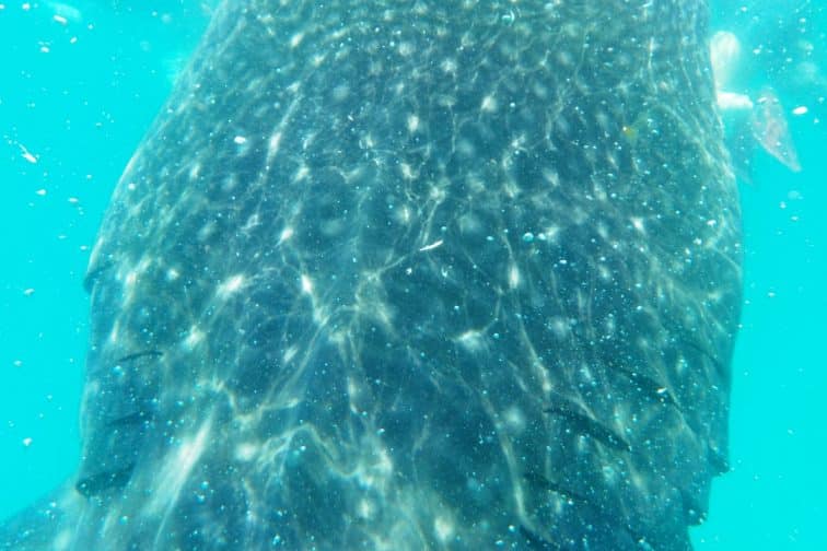 セブ島 大迫力のジンベイザメ