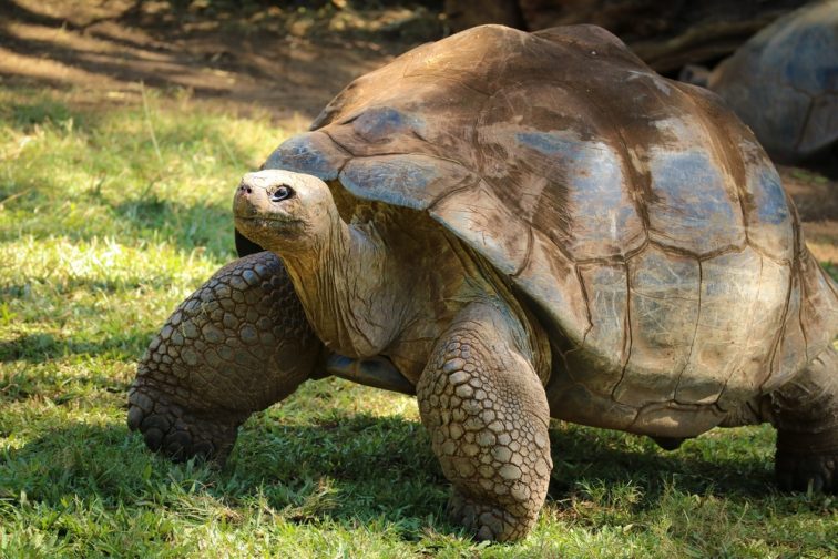 2 galapagos-tortoise