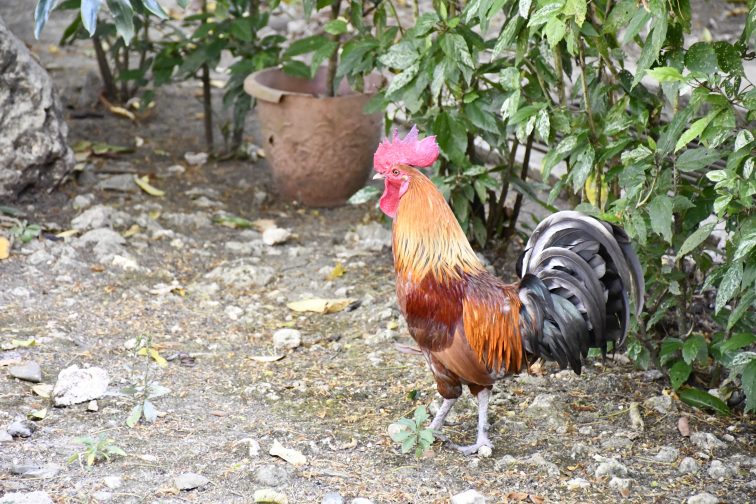 chickens in town cebu