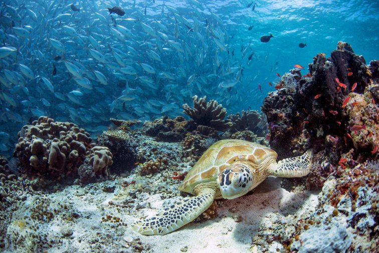 Sea turtle and jackfish background