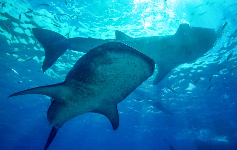 Whale shark in Oslob