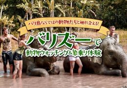 バリズーで動物ウォッチング＆象乗り体験