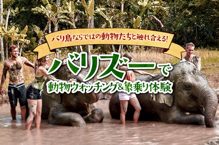 バリズーで動物ウォッチング＆象乗り体験