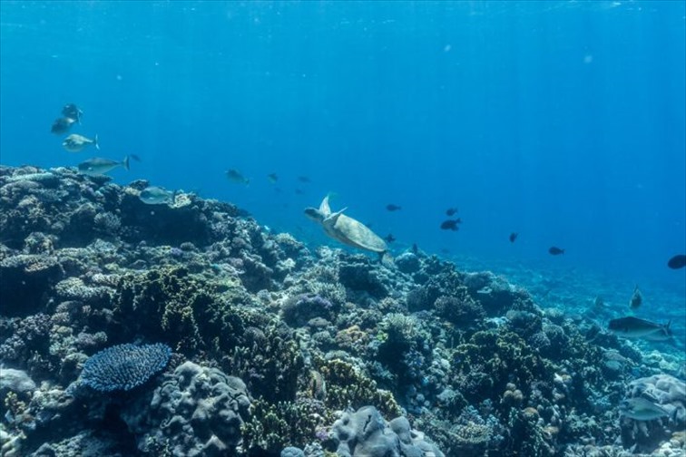 多種多様の魚やサンゴを間近に見れる