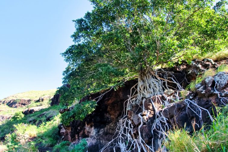 puu-o-hulu-hike-oahu-hawaii2