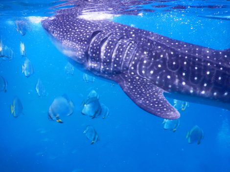 whale shark_in oslob cebu tour