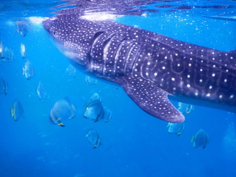 whale shark_in oslob cebu tour