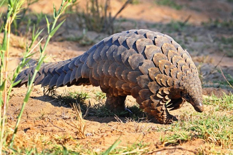 pangolin animals