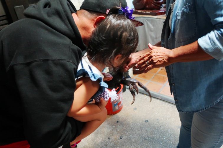 touching crabs! at the at the Chamorro Village Night Market