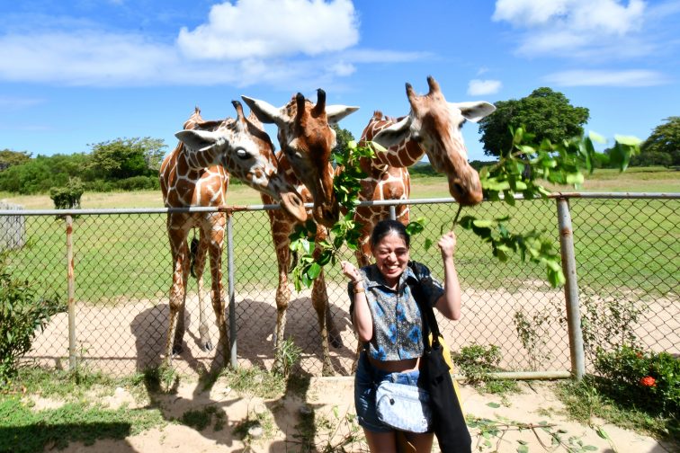 feeding giraffe