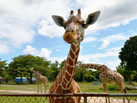 giraff busanga coron tour