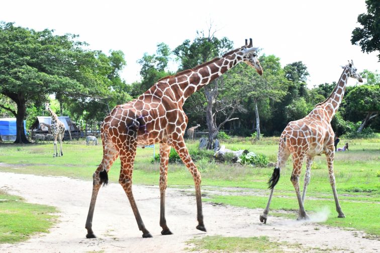 giraffes