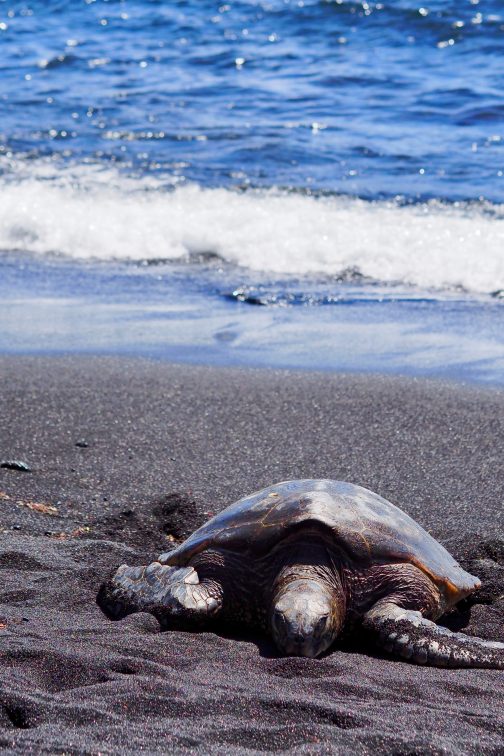 sea turtle in punaluu hawaii