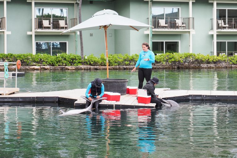 dolphins in kahara hawaii hotel