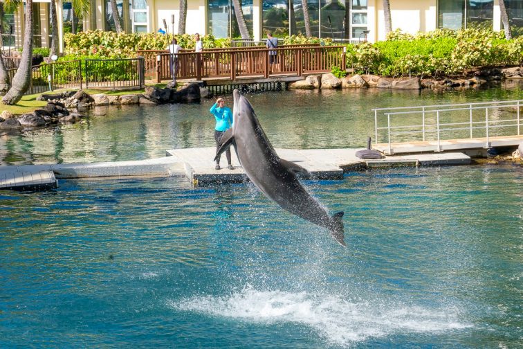kahara hawaii hotel dolphin