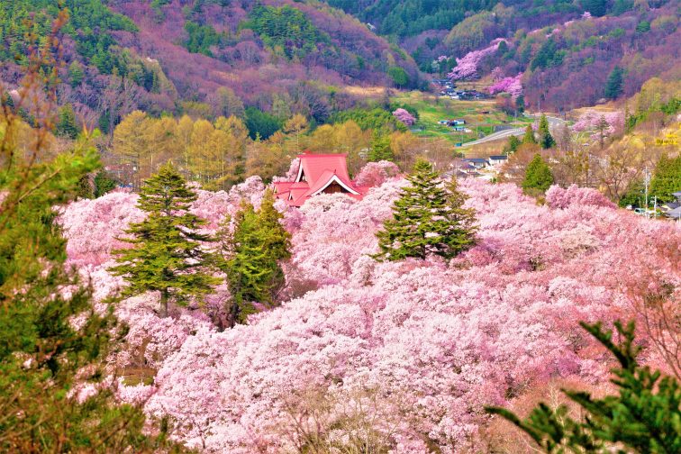 お花見2021 桜名所 コロナ 長野県 高頭城址公園