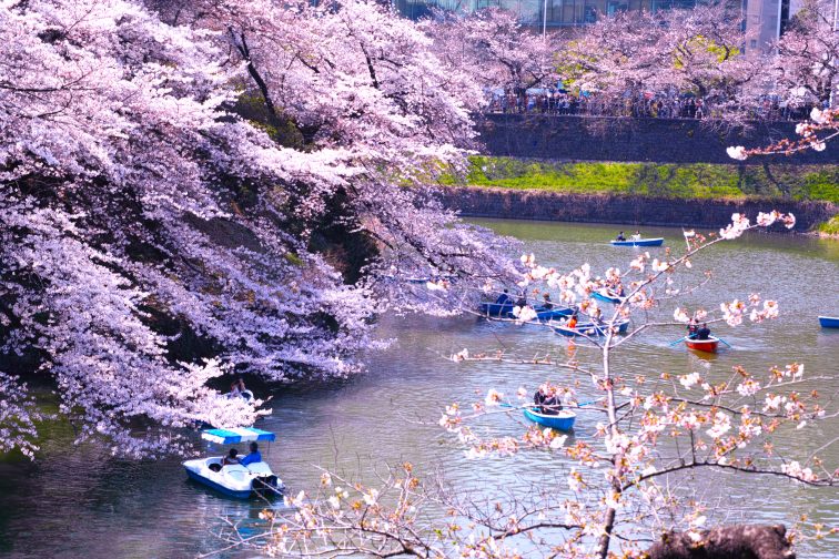 東京 お花見 千鳥ヶ淵 ボート