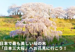 日本三大桜