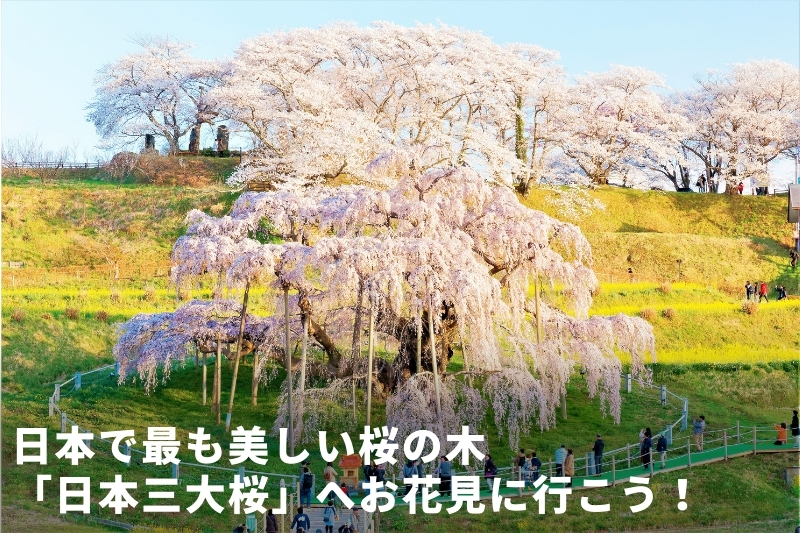 日本三大桜