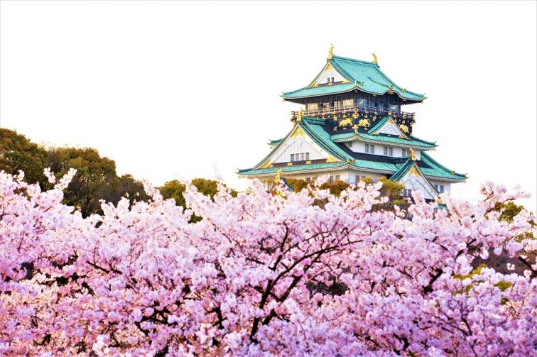 お花見2021 桜名所 コロナ 大阪城