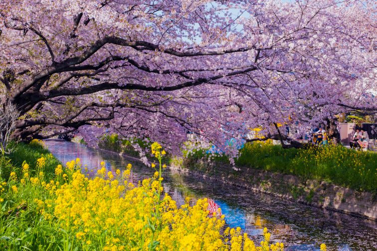 お花見2021 桜名所 コロナ 愛知県 五条川
