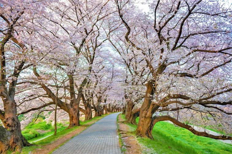 お花見2021 桜名所 コロナ 淀川河川公園背割堤地区