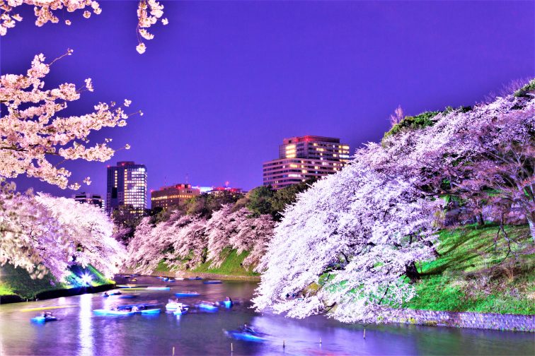 東京 お花見 靖国神社の桜