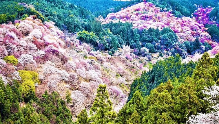 お花見2021 吉野山